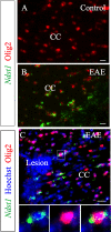 Figure 1—figure supplement 1.