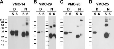 FIG. 5.