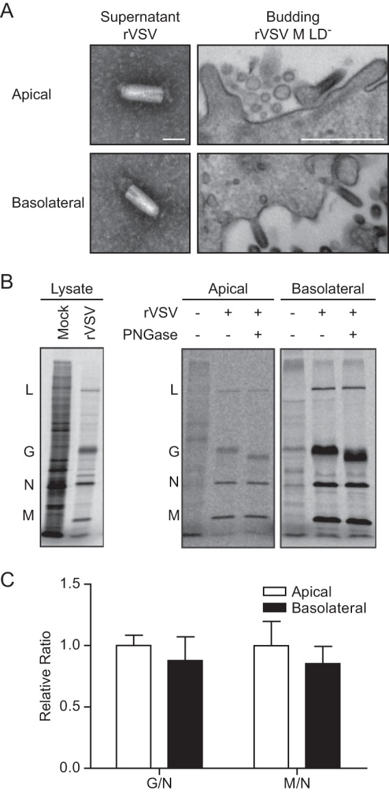 FIG 3