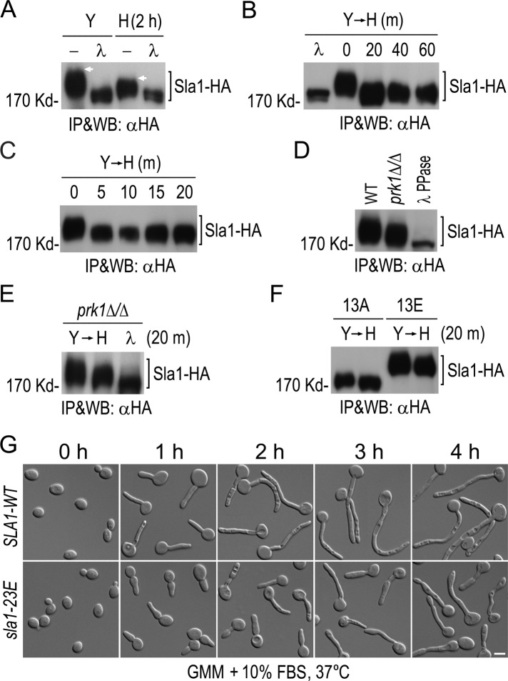 FIGURE 5: