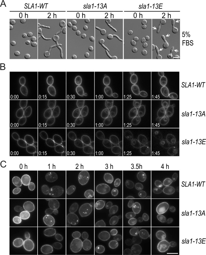 FIGURE 4: