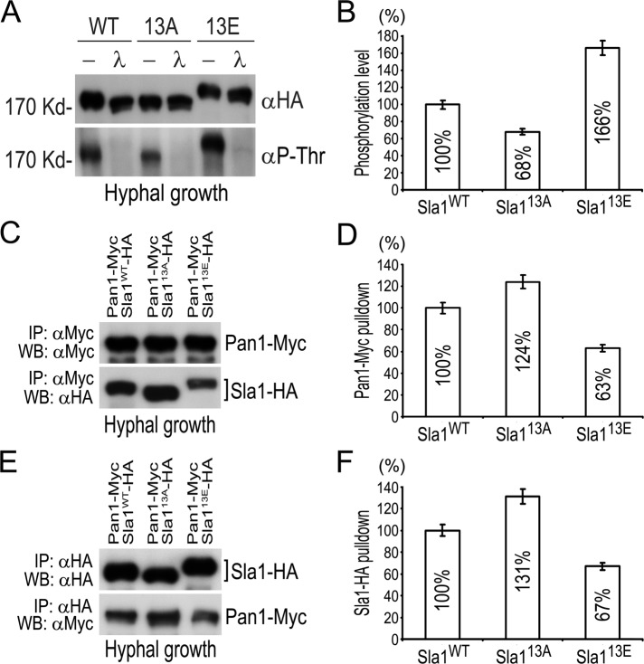 FIGURE 6: