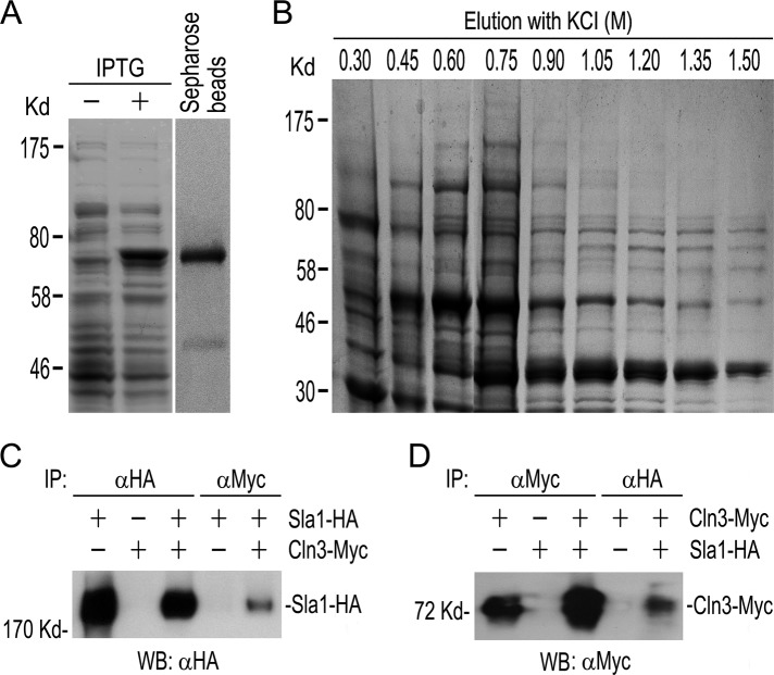 FIGURE 1: