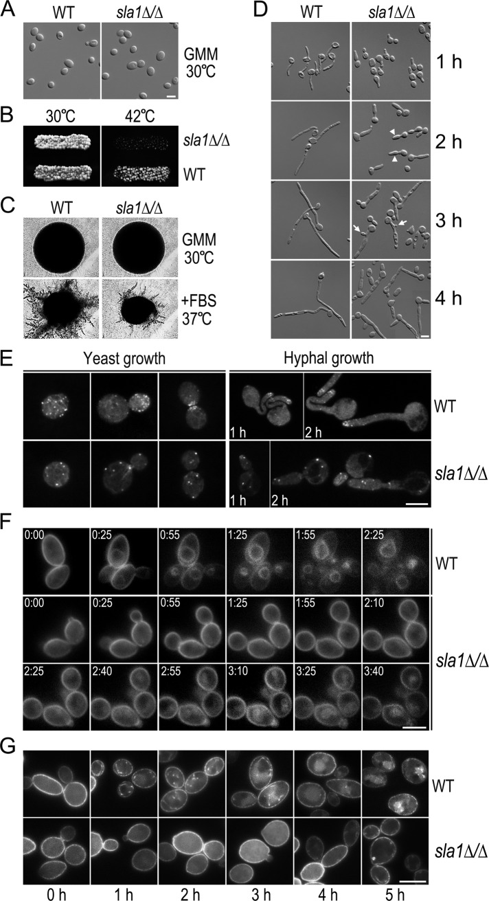 FIGURE 3: