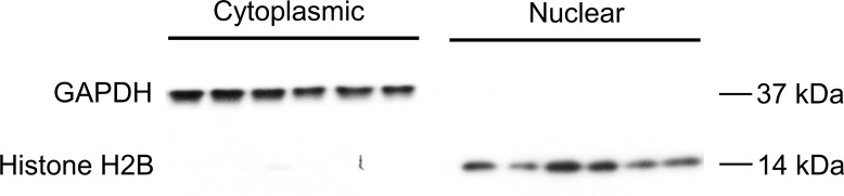 Figure 4—figure supplement 1.