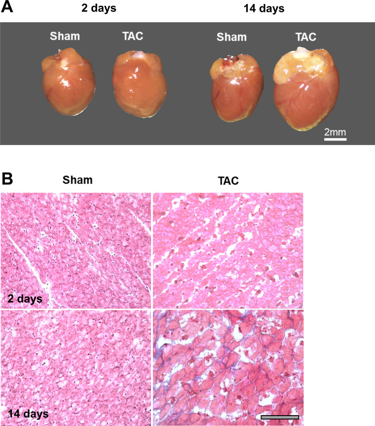 Figure 1—figure supplement 1.