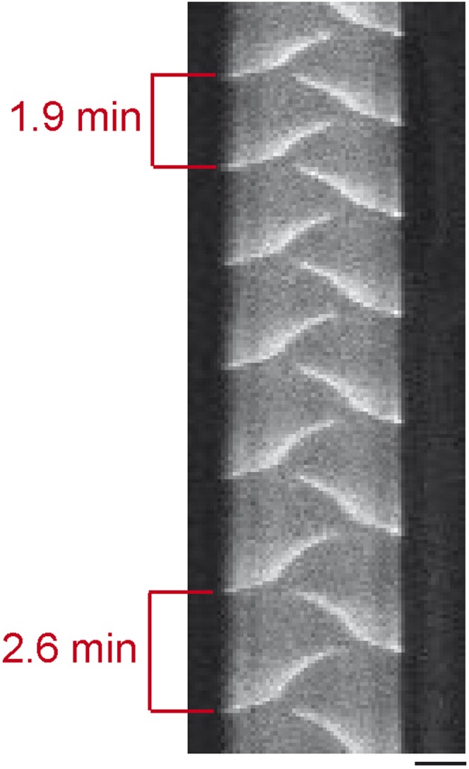 Figure 4—figure supplement 1.