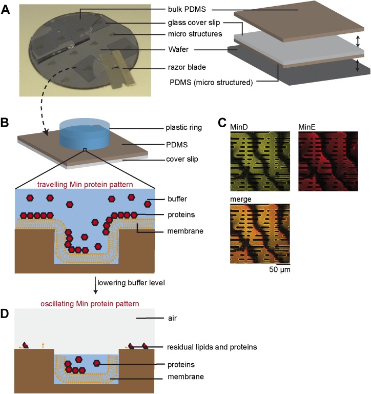 Figure 1—figure supplement 2.