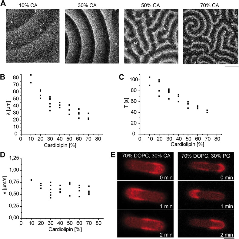 Figure 1—figure supplement 4.