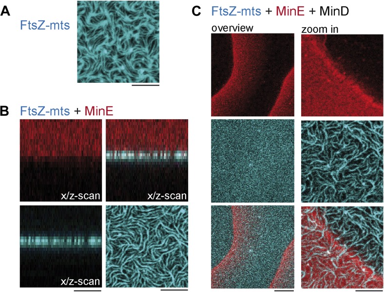 Figure 2—figure supplement 1.