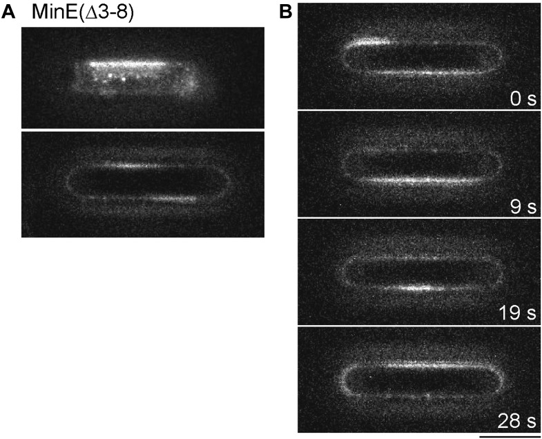 Figure 1—figure supplement 5.