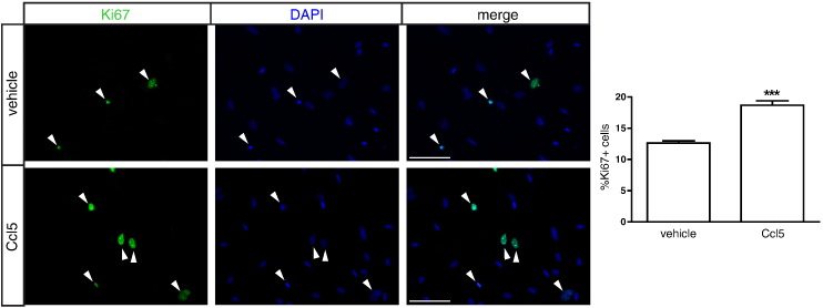 Figure 5