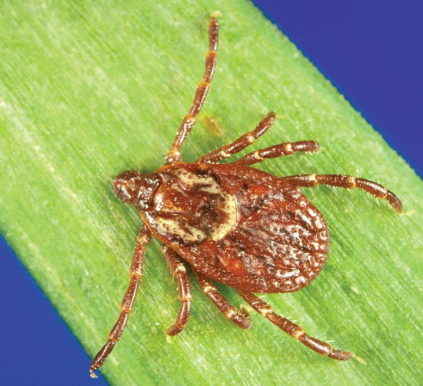 Fig. 16.1