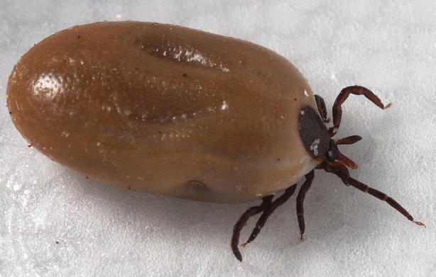 Fig. 16.9