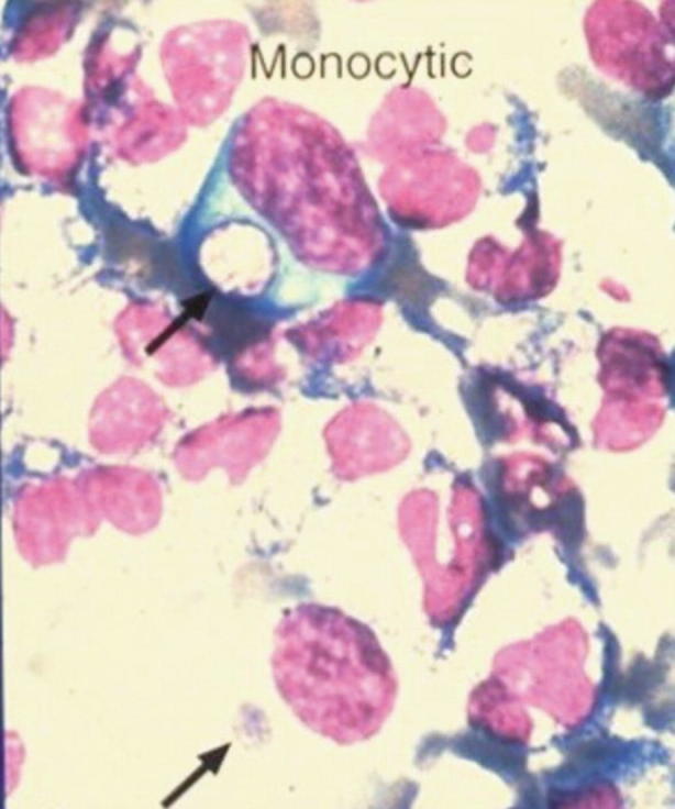 Fig. 16.8