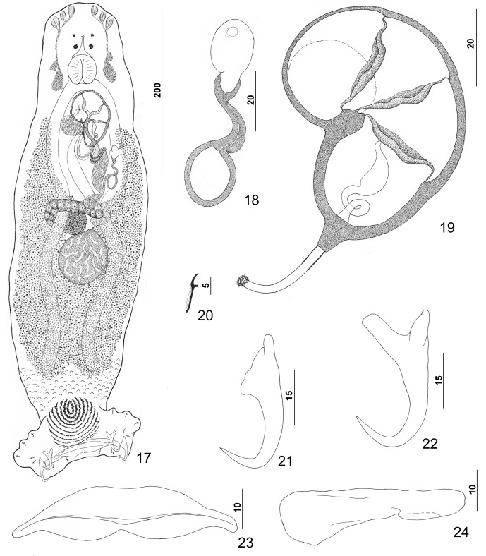 Figures 17–24.