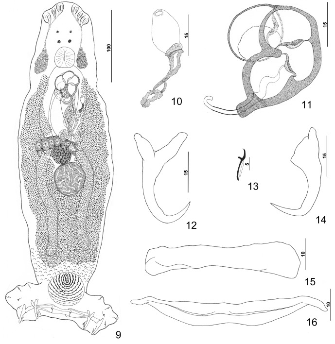 Figures 9–16.