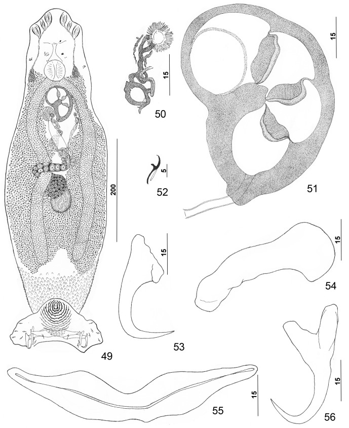 Figures 49–56.