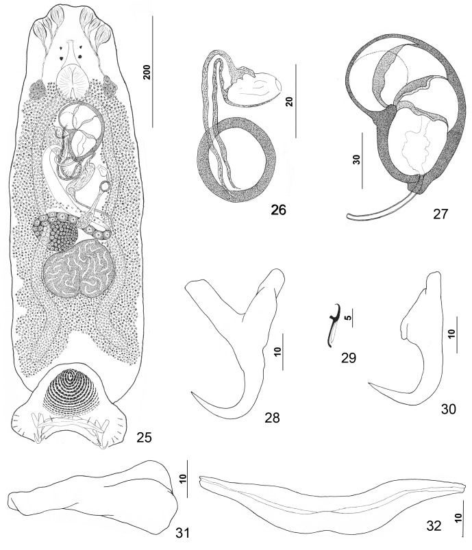 Figures 25–32.