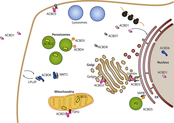 Unlabelled Image