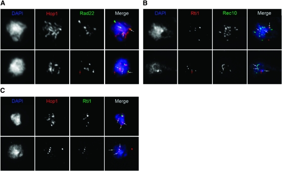 Figure 4.—