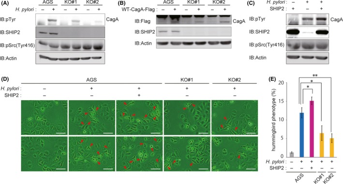 Figure 5