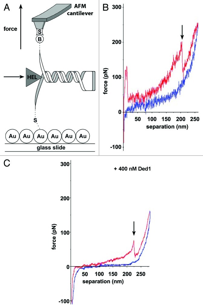 graphic file with name rna-10-133-g1.jpg