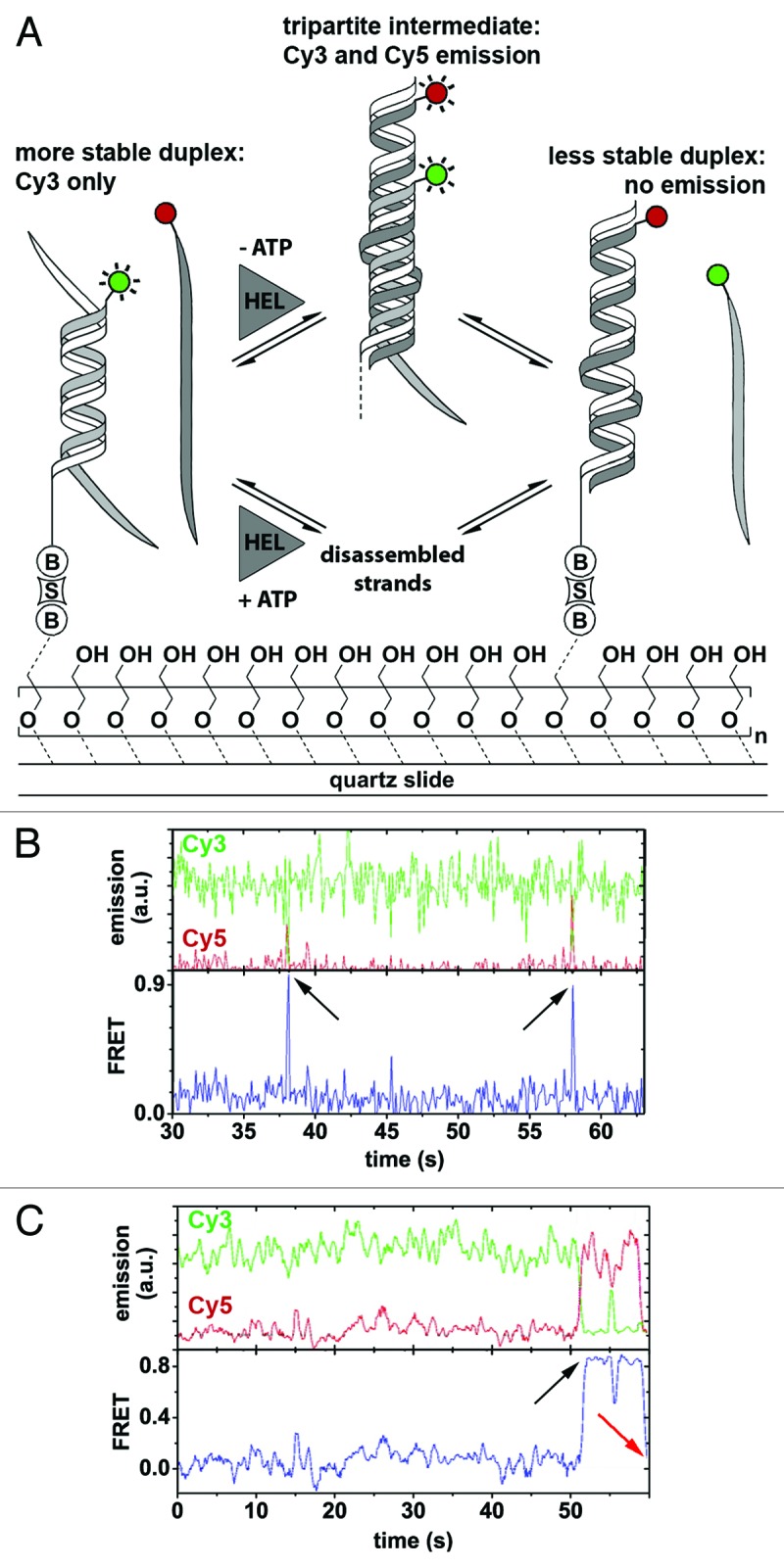 graphic file with name rna-10-133-g3.jpg