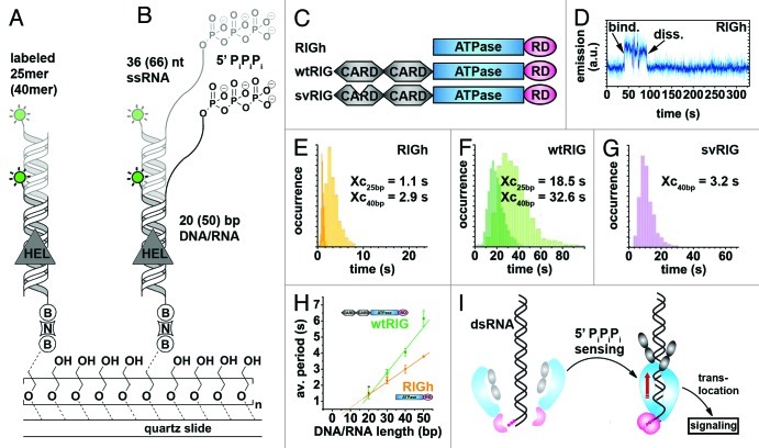 graphic file with name rna-10-133-g6.jpg