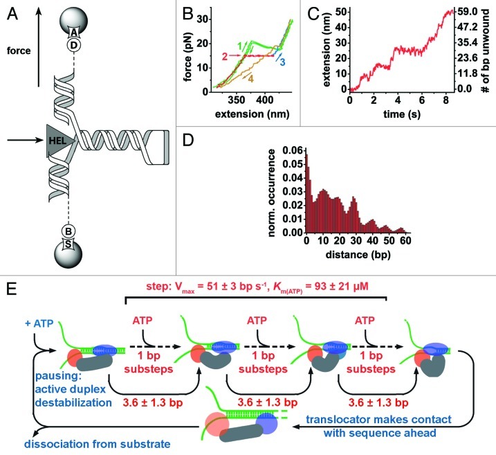 graphic file with name rna-10-133-g2.jpg