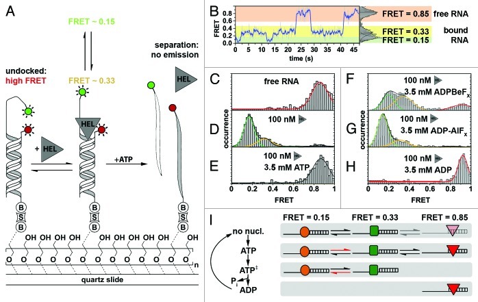 graphic file with name rna-10-133-g4.jpg