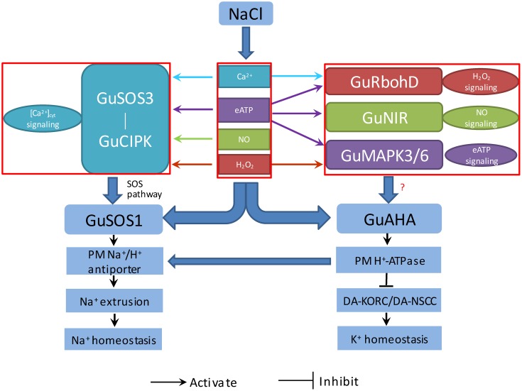 FIGURE 11