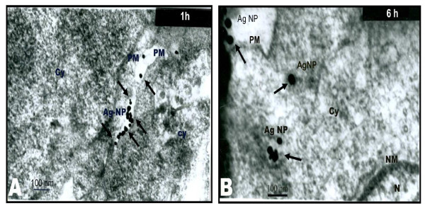 Figure 10