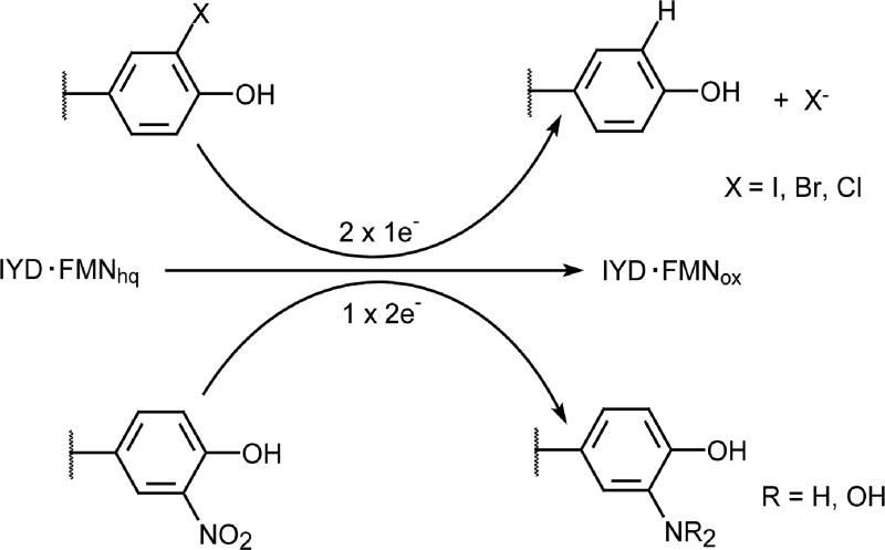 Scheme 5