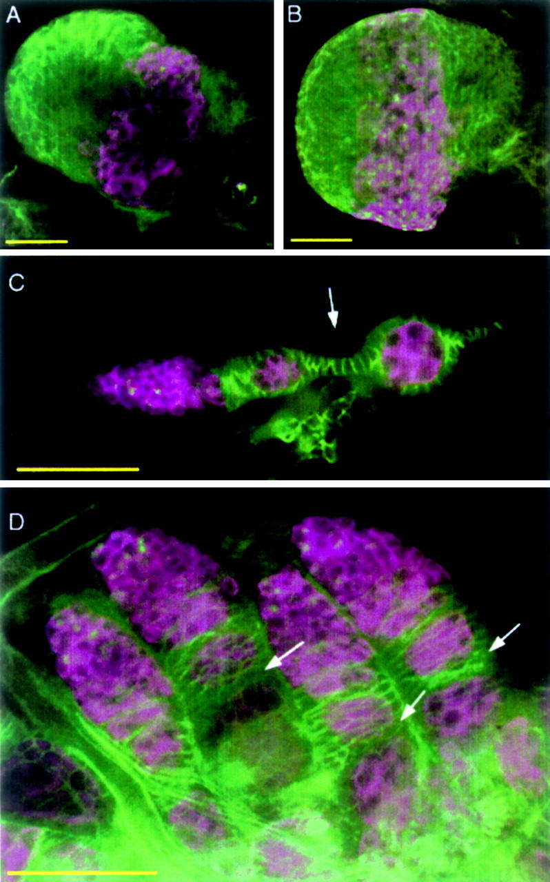 Figure 2.—