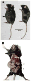FIGURE 4