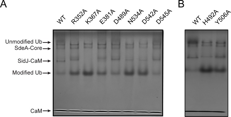 Figure 6—figure supplement 1.