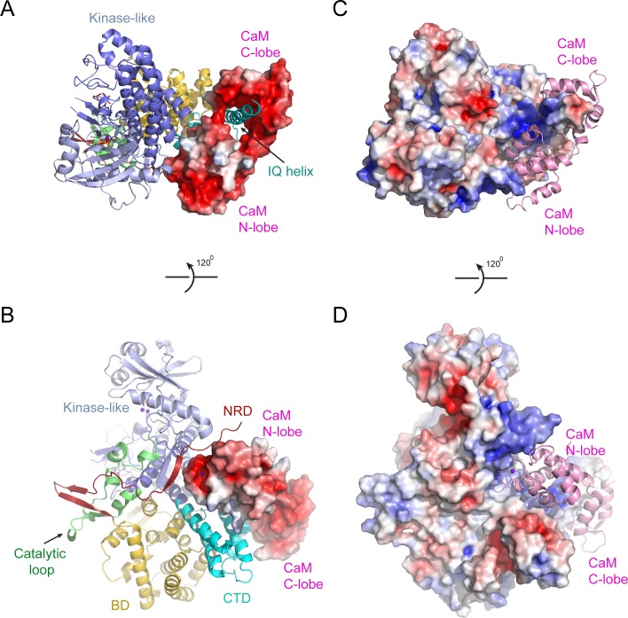 Figure 7—figure supplement 1.