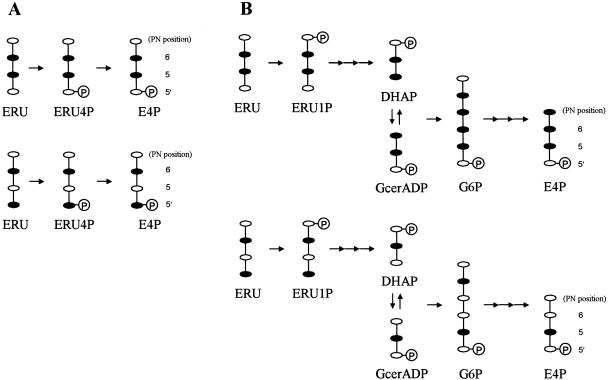 FIG. 8.