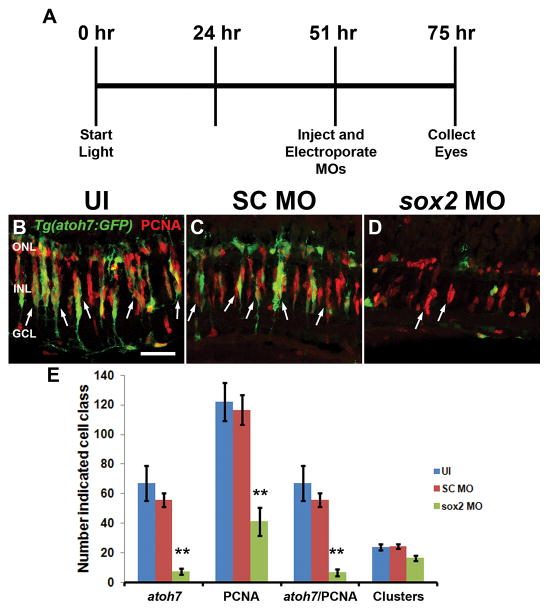 Figure 13