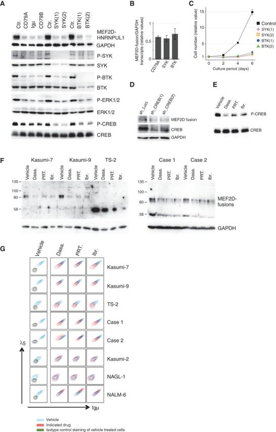 Figure 3. Influence of pre-BCR signaling on MEF2D-fusion expression. A, Knockdown of pre-BCR components (CD79A, Igμ, and CD79B) and downstream signaling molecules (SYK and BTK) reduced the phosphorylation of the respective downstream signaling molecules and CREB. This knockdown was accompanied by the downregulation of MEF2D-HNRNPUL1. Luciferase shRNA was used as a control (Ctr). GAPDH served as a loading control. Results of Western blot analyses are presented. B, Knockdown of the indicated molecules was accompanied by a reduction in MEF2D-HNRNPUL1 transcript levels. Fusion transcript levels were evaluated using a quantitative RT-PCR analysis and are presented as fractions of the control transcript level (means ± SD; n = 3). C, SYK and BTK knockdown impaired Kasumi-7 cell growth (n = 3). D, CREB knockdown reduced MEF2D-HNRNPUL1 protein expression. E, Treating Kasumi-7 cells with the indicated pre-BCR signaling inhibitors reduced CREB phosphorylation in Kasumi-7 cells. Cells were treated with dasatinib (Dasa: 1 μmol/L), PRT062607 (PRT: 10 μmol/L), or ibrutinib (Ibr: 10 μmol/L) for 8 hours. F, Treatment with dasatinib, PRT062607, and ibrutinib reduced MEF2D-fusion protein expression in the indicated MEF2D-ALL cell lines (Kasumi-7, Kasumi-9, and TS-2) and two clinical MEF2D-ALL primary cells. Cells were treated with dasatinib (500 nmol/L), PRT062607 (8 μmol/L), and ibrutinib (8 μmol/L) for 3 days. G, Dasatinib, PRT062607, and ibrutinib reduced pre-BCR expression in the five MEF2D-ALL cell lines, but not in three pre-BCR+ non-MEF2D ALL cell lines. Pre-BCR expression levels in cells treated with the vehicle or the indicated inhibitors as in F are shown in blue and red, respectively, in all panels except those in the leftmost column. Pre-BCR and control staining of vehicle-treated cells in the leftmost column are depicted in blue and dark green, respectively.