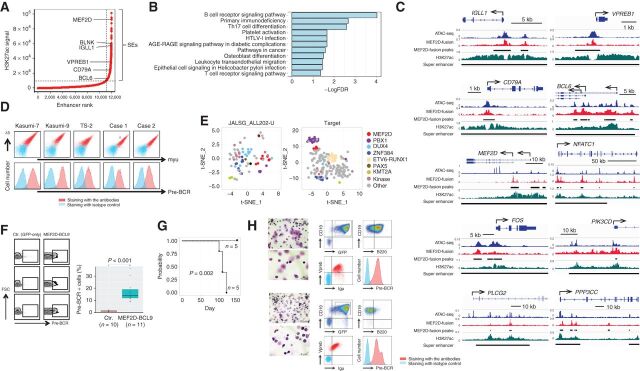 Figure 1. Association of MEF2D-fusion with pre-BCR expression. A, Profile of enhancers in Kasumi-7 cells based on the H3K27ac ChIP-seq signal. Enhancers are ranked by increasing signal level. SEs are represented in the top right quadrant. Genes assigned to selected SEs are indicated. B, KEGG pathway analysis of the genes assigned to SEs involving MEF2D-HNRNPUL1 occupancy. The false discovery rate (FDR) is indicated. C, Occupancy of MEF2D-HNRNPUL1 in genomic regions near the transcription start sites of representative genes involved in pre-BCR signaling. ATAC-seq and H3K27ac ChIP-seq signals are indicated. The MEF2D-HNRNPUL1 signal peaks and SEs are indicated by black lines. The x and y axes indicate the linear sequences of genomic DNA and normalized read densities, respectively. Arrows indicate the locations and directions of the TSSs. D, Flow cytometric analysis of pre-BCR expression on the indicated cells. Cells were labeled using a combination of anti-Igμ and anti-λ5 antibodies (top) and an anti-pre-BCR complex antibody (bottom). E, t-SNE analysis of genes associated with pre-BCR–positive versus -negative BCP ALL in clinical samples from two independent cohorts. Each dot represents one sample. The colors of the dots indicate fusions involving the indicated genes. “Kinase” indicates genes associated with protein kinases. F, Association of enforced MEF2D-BCL9 expression with pre-BCR+ B-cell emergence in mice. Mice were transplanted with mouse pro-B cells infected with retroviruses encoding GFP-only (n = 10) or MEF2D-BCL9 plus GFP (n = 11). Pre-BCR expression in the GFP+ fraction was analyzed by flow cytometry 3 weeks after transplantation. Representative flow-cytometric plots (left) and the % pre-BCR+ cells among total GFP+ cells (right) demonstrate the association of MEF2D-BCL9 expression with the emergence of pre-BCR+ B cells. G, Kaplan–Meier curves of estimated survival among mice transplanted with control (n = 5) and MEF2D-BCL9-expressing pro-B cells (n = 5). This cohort was independent of that described in F. The statistically significant difference in survival was determined using the log-rank test. H, Morphologic (May–Grunwald–Giemsa staining) and flow-cytometric analyses of bone marrow cells of two mice before death revealed many lymphoblasts positive for pre-BCR.