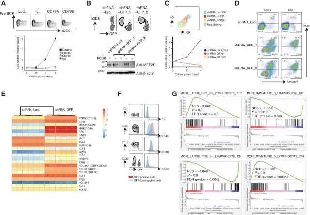 Figure 2. Roles of pre-BCR expression and MEF2D-fusion in the maintenance of MEF2D-ALL. A, Knockdown of pre-BCR components impaired Kasumi-7 cell growth. Kasumi-7 cells were infected with lentiviruses encoding shRNAs targeting the pre-BCR components Igμ, CD79A, and CD79B while coexpressing an extracellular domain of human CD8 (hCD8). The expression of pre-BCR and hCD8 was then analyzed. Pre-BCR expression was downregulated only in the hCD8+ fraction of cells (top). Purified hCD8+ cells (bottom) exhibited impaired cell growth following pre-BCR knockdown (n = 3). Luciferase shRNA was used as a control. B, Knockdown of GFP reduced the expression of MEF2D-HNRNPUL1 in K7-HA-GFP cells. Cells were infected with two lentiviruses that encoded GFP-specific shRNA while coexpressing hCD8 (i.e., shRNA-GFP_1 and _2). GFP was knocked down only in the hCD8-positive fraction (top). Luciferase shRNA was used as a control. Western blot analysis of flow-sorted hCD8-positive and -negative cells with anti-MEF2D antibody revealed the reduced expression of MEF2D-HNRNPUL1 only in the hCD8-positive fraction of cells infected with shRNA-GFP_1 and _2 viruses (bottom). C, Knockdown of MEF2D-HNRNPUL1 by shRNA-GFP_1 and _2 in K7-HA-GFP cells reduced pre-BCR expression (top) and impaired cell growth (bottom; n = 3). D, MEF2D-HNRNPUL1 knockdown induced apoptosis. K7-HA-GFP cells infected with lentiviruses encoding a control or two shRNAs for GFP, as in B, were subjected to a flow cytometry analysis of apoptosis using Annexin V and 7AAD dual staining. E, Heatmap presentation of gene expression changes associated with differentiation beyond the pre-BCR stage of B-cell development. Six each RNA samples from control- and MEF2D-HNRNPUL1-knocked down (three each infected with shRNA-GFP_1 and shRNA-GFP_2) K7-HA-GFP cells were used. F, Patterns of cell surface expression of the indicated molecules in GFP-positive control (shown in blue) and GFP-low, MEF2D-HNRNPUL1 knocked down cells (in red) suggest differentiation after knockdown. G, Gene-set enrichment analysis of differences in gene expression between control and MEF2D-HNRNPUL1 knocked-down cells. The results are consistent with differentiation after knockdown.