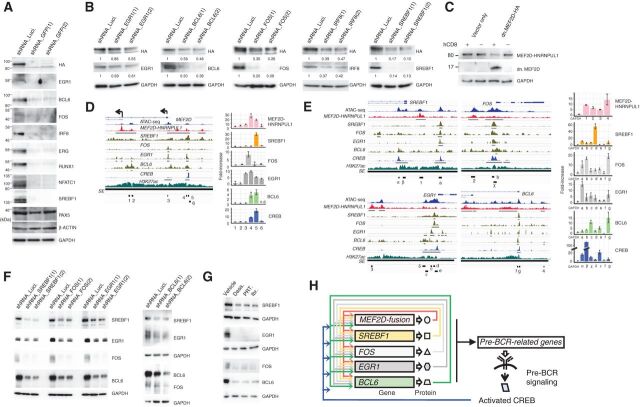 Figure 4. Identification of TFs comprising the CRC. A, Knockdown of MEF2D-HNRNPUL1 reduces the expression of the indicated TFs. Two GFP-targeting shRNAs were used. PAX5, β-actin, and GAPDH served as controls. B, Knockdown of the indicated putative CRC components reduced MEF2D-HNRNPUL1 expression. Two independent shRNAs were used per component. GAPDH served as a loading control. Relative signal strengths normalized on the basis of GAPDH signals are presented. C, Enforced expression of a truncated form of MEF2D downregulated MEF2D-HNRNPUL1 expression. K7-HA-GFP cells were infected with a lentiviral vector encoding an HA-tagged, truncated form of MEF2D; this form encompassed the first 117 amino acids that encode DNA-binding domains but lacked the C-terminal transcriptional regulatory domains. The vector additionally expressed hCD8 to enable the fractionation of infected (hCD8-positive) from uninfected (hCD8-negative) cells. The expression of MEF2D-HNRNPUL1 and truncated MEF2D in fractionated cells were analyzed using an anti-HA antibody. D, Occupancy of MEF2D-HNRNPUL1 and ATAC-seq and H3K27ac ChIP-seq signals detected around the transcription start sites (TSS) of MEF2D in K7-HA-GFP cells are presented. Also shown are SREBF1, FOS, EGR1, and CREB ChIP-seq signals in GM12878 B lymphoid cells derived from the Encode project, as well as BCL6 ChIP-seq signals detected in pre-B lymphocytes (GSM1438986). SEs and ChIP-seq signal peaks are indicated by black lines (left). ChIP-qPCR analysis of the occupancy of six regions (indicated as 1–6) in the left panel by MEF2D-HNRNPUL1, SREBF1, FOS, EGR1, BCL6, and CREB in K7-HA-GFP cells (right). The fold-increases in the amounts of DNA precipitated by antibodies specific for the indicated TFs were compared with those precipitated by normal IgG and are shown as means ± SDs (n = 3). E, Occupancy of MEF2D-HNRNPUL1 and ATAC-seq and H3K27ac ChIP-seq signals around the TSSs of SREBF1, FOS, EGR1, and BCL6 in K7-HA-GFP cells are presented. SREBF1, FOS, EGR1, BCL6, and CREB ChIP-seq signals are also presented as in D. SEs and ChIP-seq signal peaks are indicated by black lines (left). ChIP-qPCR analysis of occupancy of MEF2D-HNRNPUL1, SREBF1, FOS, EGR1, BCL6, and CREB at the indicated regions (shown in the left) is presented (n = 3) as in D (right). F, Knockdown of either SREBF1, FOS, EGR1, or BCL6 reduced the expression of the other three TFs. G, Treatment of Kasumi-7 cells with the indicated pre-BCR signaling inhibitors as in Fig. 3F reduced the protein expression of SREBF1, EGR1, FOS, and BCL6. H, A putative CRC.