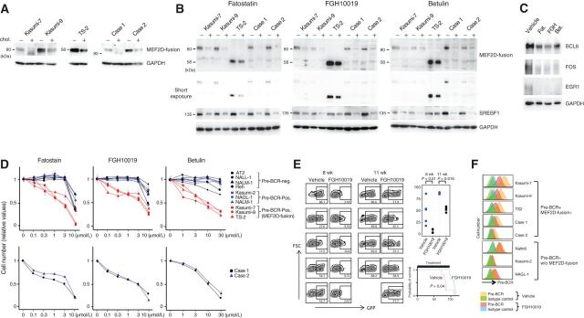 Figure 6. Effects of lipids and inhibitors of SREBF1 activation on the expression of MEF2D-fusion protein and the therapeutic efficacies of inhibitors. A, Incubation of MEF2D-ALL cells with cholesterol diminished the expression of MEF2D-fusion protein. Cells were cultured in the presence (+) or absence (−) of cholesterol (10 μg/mL cholesterol and 2 μg/mL 25-hydroxycholesterol) for 3 days. Expression of the indicated proteins was analyzed by Western blotting. B, Treatment of five MEF2D-ALL cell lines with fatostatin, FGH10019, and betulin reduced the protein expression of MEF2D-fusion and SREBF1. Cells were treated with fatostatin (3 μmol/L), FGH10019 (3 μmol/L), or betulin (10 μmol/L) for 3 days. All treatments reduced SREBF1 expression. + and – denote treatment with the indicated drug and vehicle, respectively. C, Treatment of Kasumi-7 cells with the indicated inhibitors of SREBF1 activation, as in B, reduced the expression of BCL6, FOS, and EGR1. D, Fatostatin, FGH10019, and betulin selectively inhibited MEF2D-ALL cell growth. Cells were treated with varying concentrations of the drugs for 3 days as indicated. Cell growth was monitored and compared with vehicle treatment as a control. The values relative to the control are presented as means ± SDs (n = 3). E, FGH10019 retards Kasumi-7 cell growth and prolongssurvival in mice. Immunodeficient mice were transplanted with Kasumi-7 cells engineered to express GFP and subsequently treated with FGH10019 (25 mg/kg/day, 6 days per week) or vehicle (n = 5 each). Peripheral blood was collected at 8 and 11 weeks after transplantation and analyzed to determine the %GFP-expressing cells (left). The difference in %GFP between samples from FGH10019- and vehicle-treated mice was statistically significantly different (Wilcoxon rank-sum test; top right). The estimated Kaplan–Meier survival curves of FGH10019- and vehicle-treated mice were also statistically significantly different (log-rank test; bottom right). F, Pre-BCR expression in the indicated cells after treatment with FGH10019 (3 μmol/L) or vehicle for 3 days in culture.