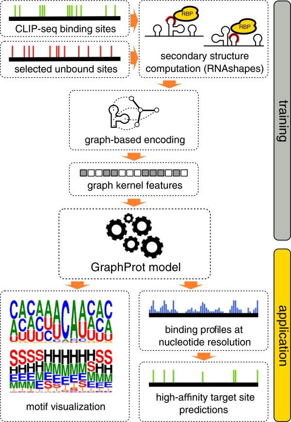 Graphprot: Modeling Binding Preferences Of Rna-binding Proteins - Pmc