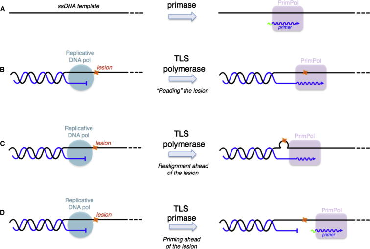 Figure 7