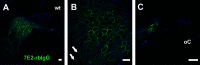 Figure 10.