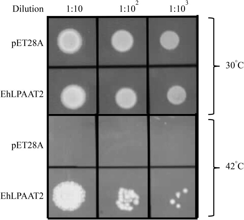 Fig. 3