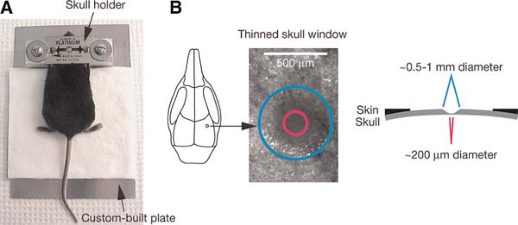 FIGURE 1